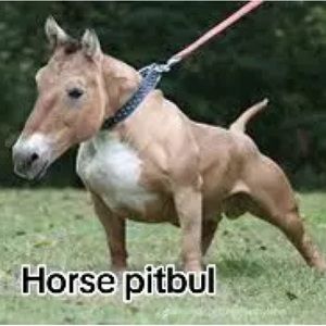 Meet your Posher, Juelz